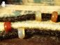 Preview: carnelian, Karneol, Dreadschmuck, dreadperlen, schmuck für dreadlocks, dreadlock schmuck, dreadperle,Handgefertigte Unikate , Fairy, Elfe, Mittelalterschmuck, Middleage, Fantasy, Bohemian, Cosplay, Gypsy, Hippie, Festival, gothic schmuck, dread beads,
